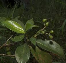 Image result for Psychotria djumaensis