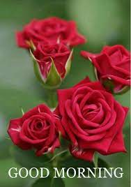 See more ideas about good morning quotes, latest good morning images, good morning picture. Rose Red Flowers Are Saying Good Morning Steemit