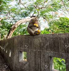 Mangos are ready to eat during the summer. Monkey Is Sitting And Eat Mango Stock Photo Picture And Royalty Free Image Image 42104169