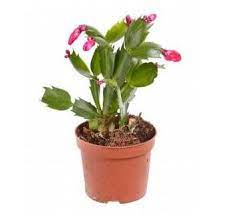 This type of cactus has been a holiday houseplant since the 1800s. Christmas Cactus Schlumbergera Bridgesii Description And Care