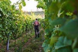 Home Weingut Besson Strasser