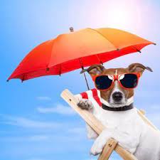 Dog Sunbathing On A Deck Chair Photographic Print Javier Brosch Art Com In 2021 Pet Hacks Pets Animal Icon