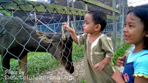 Company list ›› malaysia ›› agriculture ›› animal husbandry. Taman Buaya Tuaran Dulu Lain Sekarang Lain