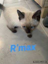 Pour adopter un animal contactez le service adoption au 01 34 86 23 70. R Max Chaton Male 2 3 Mois Type Siamois A L Adoption Adopte Le Blog De Cha Mania