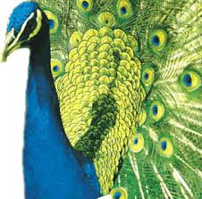 Resultado de imagem para pavão real