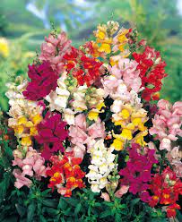 Snapdragon Pictures National Garden Bureau Yearofthesnapdragon Snapdragons Pollinator Garden Beach Theme Garden