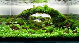 Taman akuarium rumah tinggal hidupnya 60 paling topikan hias aquarium kerenikan di 20 macam jenis tanaman untuk kolam ikan dan gambarnya aneka air aneka tanaman hias air tawar untuk mempercantik aquarium. Jenis Jenis Tanaman Aquascape Archives Jual Ikan Surabaya