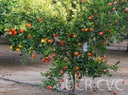 Image result for Citrus reticulata