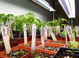 Die besten produkte aus 2021 gesucht? T5 Grow Lights For Seedlings Seed Starting Big Blog Of Gardening