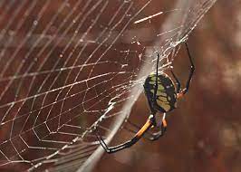 It's also affordable and effective: Black And Yellow Garden Spider Desertusa