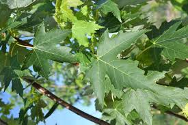 Maybe you would like to learn more about one of these? 10 Autumn Fantasy Maple Tree At Menards