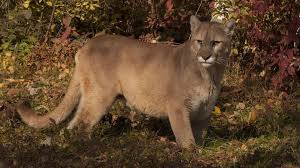 Puma's place in sneaker culture. Puma Erwurgt Jogger Schildert Erstmals Seinen Uberlebenskampf Stern De