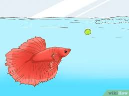 Here's the difficult part of feeding baby betta fish. 3 Ways To Feed A Betta Fish Peas Wikihow