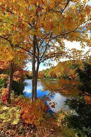 Pin By Cristina Solis On Lugares Encantadores Autumn Landscape Autumn Scenery Autumn Scenes