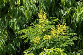Image result for Caesalpinia decapetala