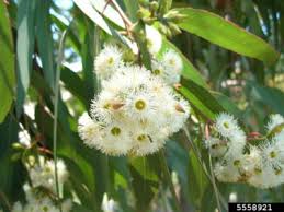 Image result for Erythrococca kirkii