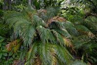 Image result for Zamiaceae