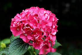 How To Change The Color Of Hydrangea Flowers Mental Scoop Hydrangea Flower Flowers Hydrangea