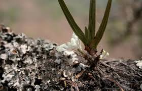 Image result for Podangis dactyloceras