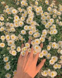 Maybe you would like to learn more about one of these? Pin By Renee Yolette On Flowers For Hours Green Aesthetic Nature Aesthetic Flower Aesthetic