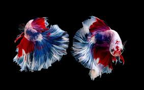 Ikan cupang atau ikan betta ini merupakan salah satu jenis ikan hias air tawar yang sangat terkenal. 4 Jenis Ikan Cupang Yang Bisa Hasilkan Cuan Cek Di Sini Okezone Economy
