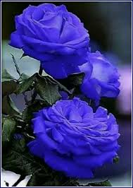 Pin On Rose Garden Ideas