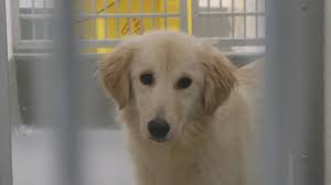 Over 21 acres bordered by the bay. San Francisco Spca Has Rescued South Korean Dogs Up For Adoption Abc7 San Francisco