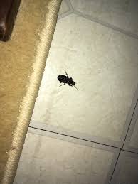 Basement Black Beetle Bug In House Black Beetle Like Things In My Basement Ask An Expert