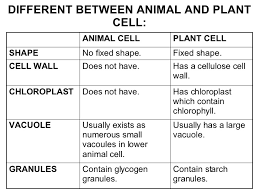 how does the shape of a plant cell differ from that of an