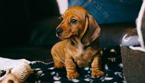 Please help us spread the word. Dachshund Puppies Ownership Guide Purina Australia