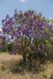 Image result for Crotalaria pallidicaulis