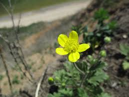 Image result for Ranunculus oreophytus