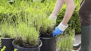 Setzen sie lavendel, wenn sie ihn in der gruppe pflanzen, mit einem abstand von etwa 30 zentimetern zueinander ins beet. Lavendel Welche Sorten Sind Wirklich Winterhart