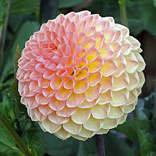 Ball Dahlia Blyton Softer Gleam Beautiful Flowers Unique Flowers Dahlia Flower