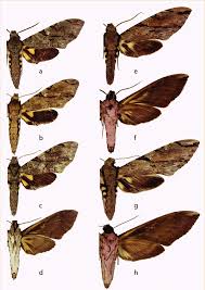 Image result for Pentarhopalopilia