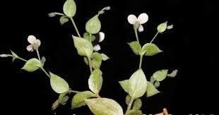 Image result for Canscora kirkii