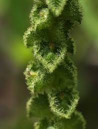 Image result for Acalypha allenii