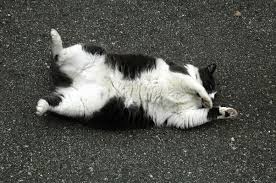 Most cats are not so bright upstairs and will take your bait. Why Do Cats Crawl Sideways On The Carpet Quora