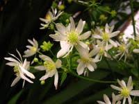 Image result for Kirkia acuminata