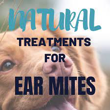 Fortunately, your dog might brush off ear mites with their paw or tongue. How To Get Rid Of Your Dog S Ear Mites Naturally Pethelpful