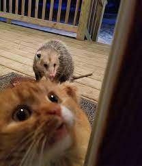 Possum Tries To Steal Cat S Food And Cat S Reaction Is Priceless 7 Pics Cute Cat Memes Cats And Kittens Cute Cats