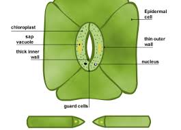 Plant cell vacuole bbc bitesize. Water Balance Plants Internal