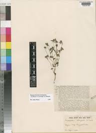 Image result for Haumaniastrum