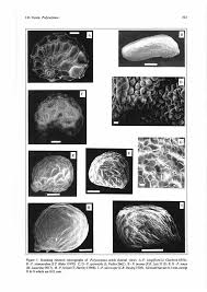 Image result for Polycarpaea eriantha