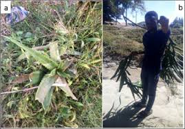 Image result for Aloe christianii