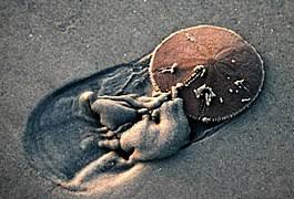 The flat portion is its bone which is called the test. Sand Dollar Wikipedia