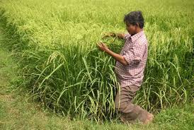 Image result for tamil nadu farmers