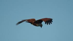 The Auspicious Eagle Krishna Parinthu Ag Studio Start by marking கிருஷ்ணப் பருந்து krishnap parunthu as want to read the auspicious eagle krishna parinthu