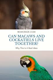 In the wild, this macaw normally reaches somewhere between 20 and 30 years of age. Can Macaws And Cockatiels Live Together Beak Craze