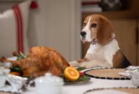 General Hospital Spoilers: Outback Ruins Quartermaine Thanksgiving Feast,  Turkey Thief Forces Pizza Instead Now Chase and Brook Lynn are going to  cook an impressive turkey that'll indeed land on the table in